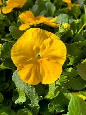 PANSY Matrix Yellow